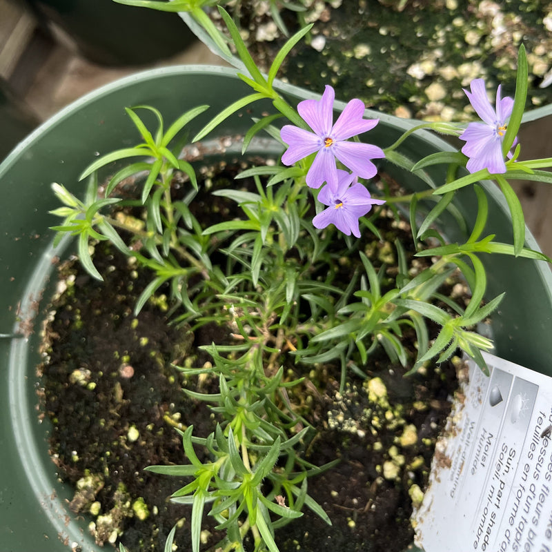 Emerald Blue Creeping Phlox - Shipped