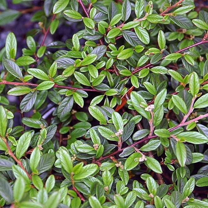 Cotoneaster sal. 'Repandens'  - Willowleaf Cotoneaster - Shipped