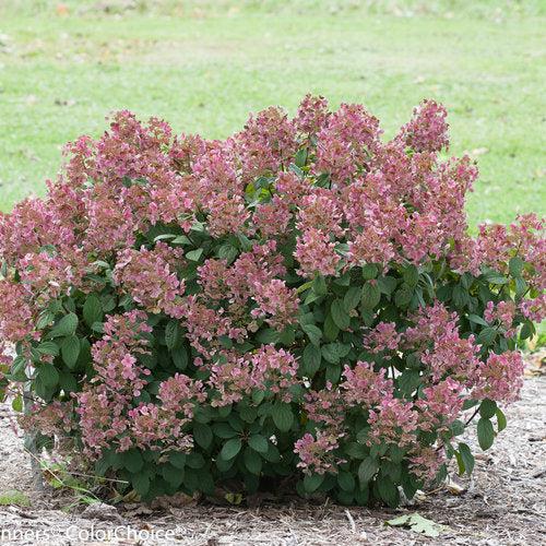 Little Quick Fire® Hydrangea - Shipped