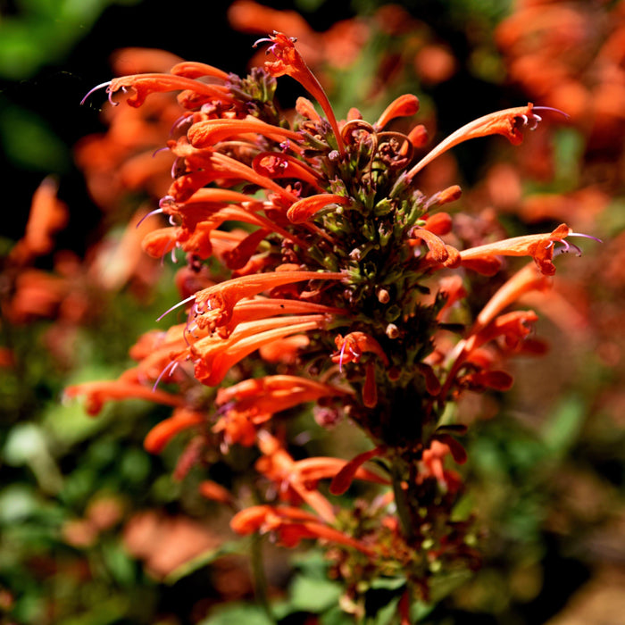 Agastache ‘Kudos Mandarin’  - Kudos™ Mandarin Hummingbird Mint, Hyssop - Shipped