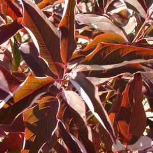 Cornus racemosa 'Hurzam'  - Huron® Dogwood - Shipped