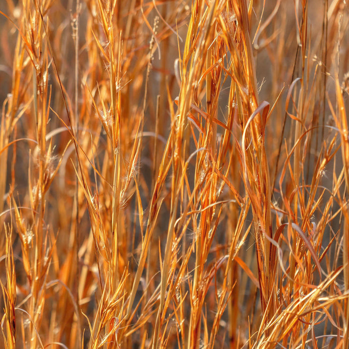 Andropogon virginicus  - Broomsedge, Yellow Bluestem - Shipped
