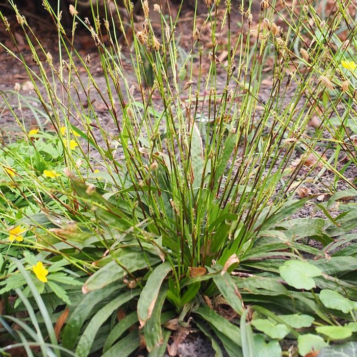 Carex plantaginea  - Seersucker Sedge - Shipped