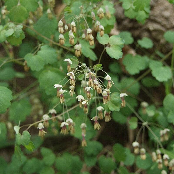 Thalictrum dioicum  - Early Meadow-Rue - Shipped