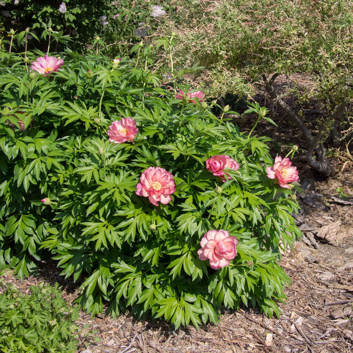 Paeonia 'Julia Rose'  - Julia Rose Itoh Peony - Shipped