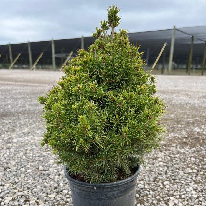 Picea glauca 'Conica'  - Dwarf Alberta Spruce - Shipped