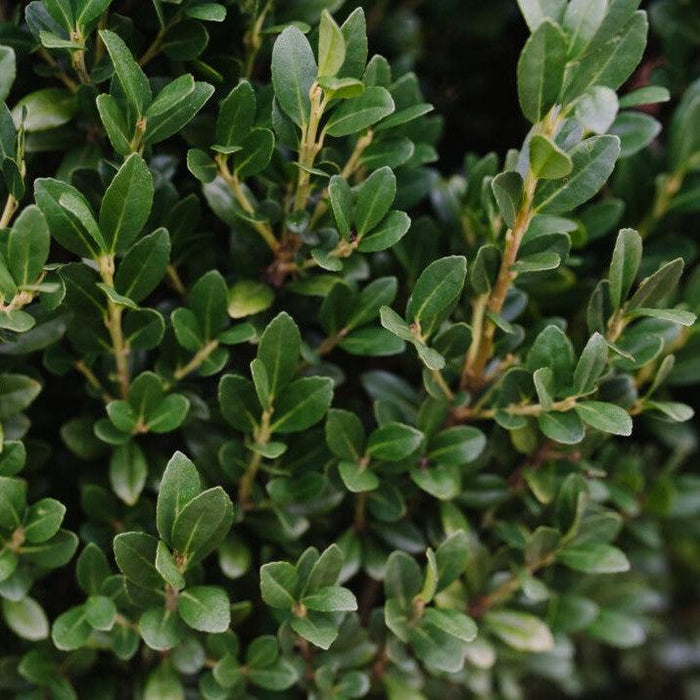 Ilex crenata 'MAD-IC-I' PP32,035  - First Editions® Chubby Hubby™ Japanese Holly - Shipped