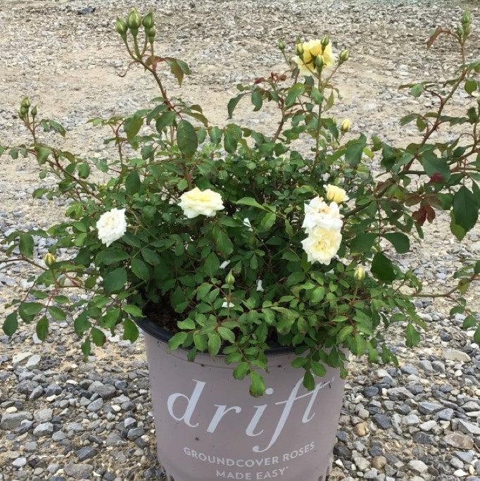 White Drift® Rose - Shipped