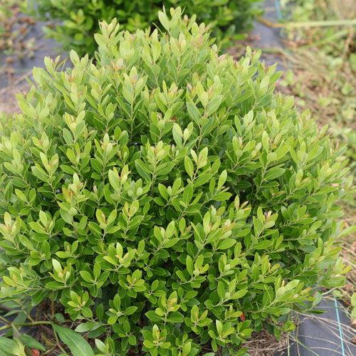 Ilex glabra 'ILEXFARROWTRACEY'  - Strongbox® Inkberry Holly - Shipped