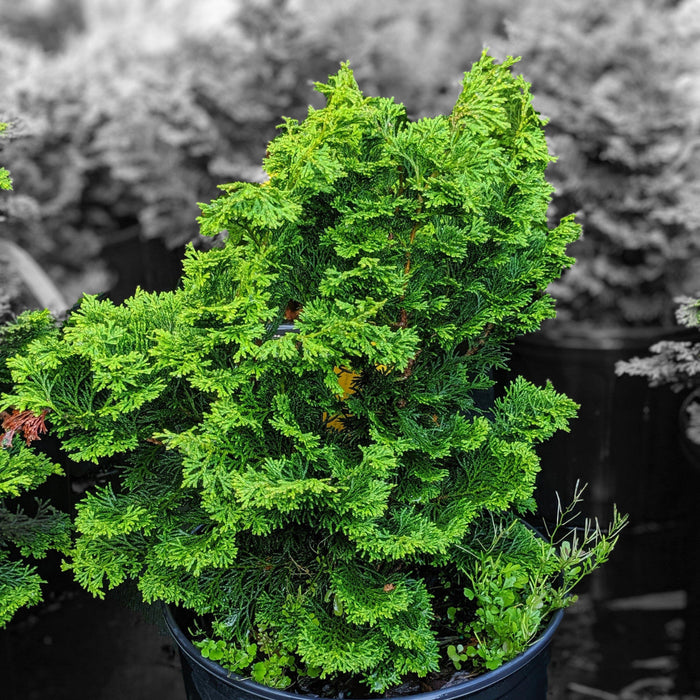 Chamaecyparis obtusa 'Gracilis'  - Slender Hinoki False Cypress - Shipped