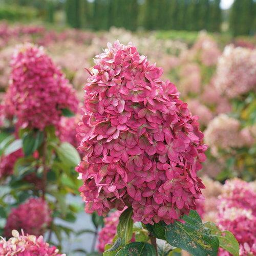 Proven Winners® Limelight Prime® Hydrangea - Shipped