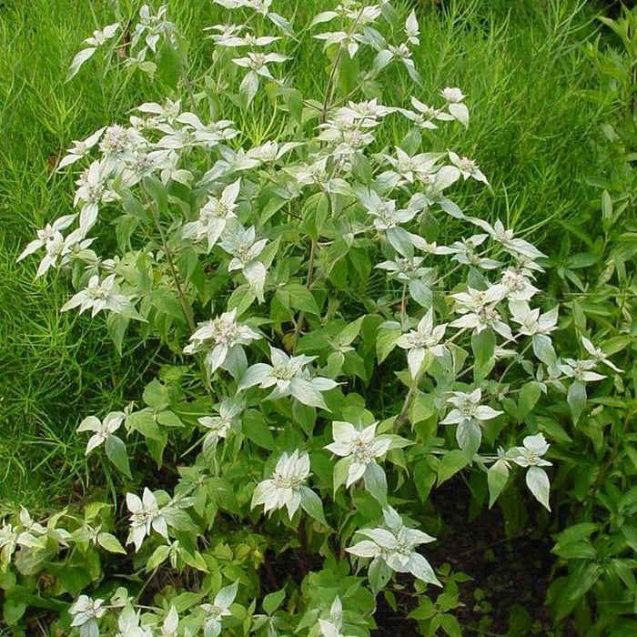 Pycnanthemum muticum  - Mountain Mint - Shipped