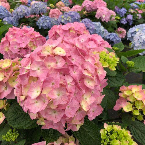Let's Dance® Sky View® Hydrangea - Shipped