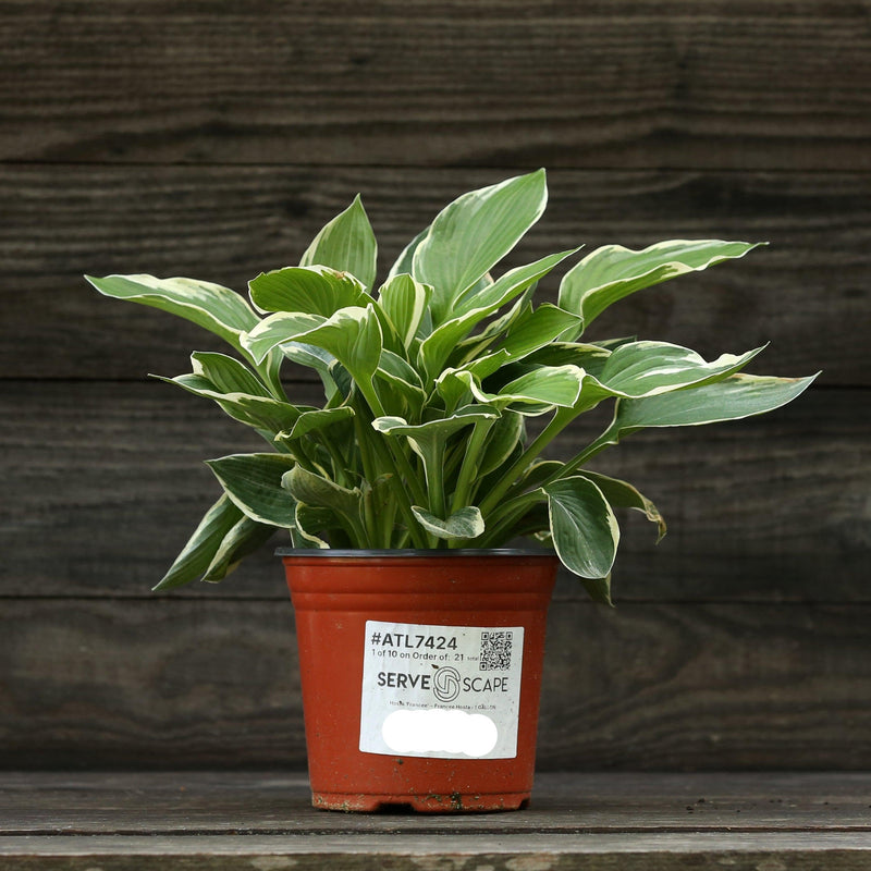 Francee Hosta - Shipped