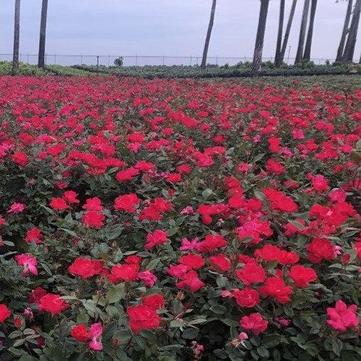 Knock Out® Shrub Rose, Red - Shipped