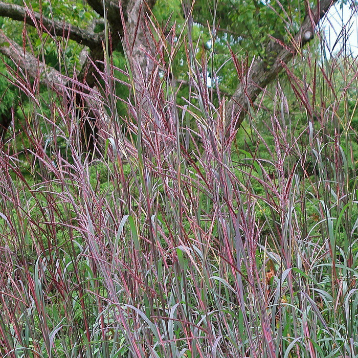 Andropogon gerardii 'Blackhawks'  - Blackhawks Big Blue Stem - Shipped