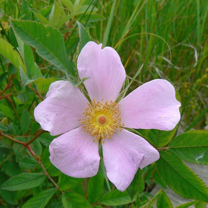 Rosa virginiana  - Virginia Rose - Shipped