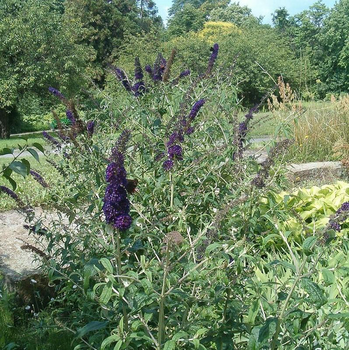 Buddleia 'Black Knight'  - Black Knight Butterfly Bush - Shipped