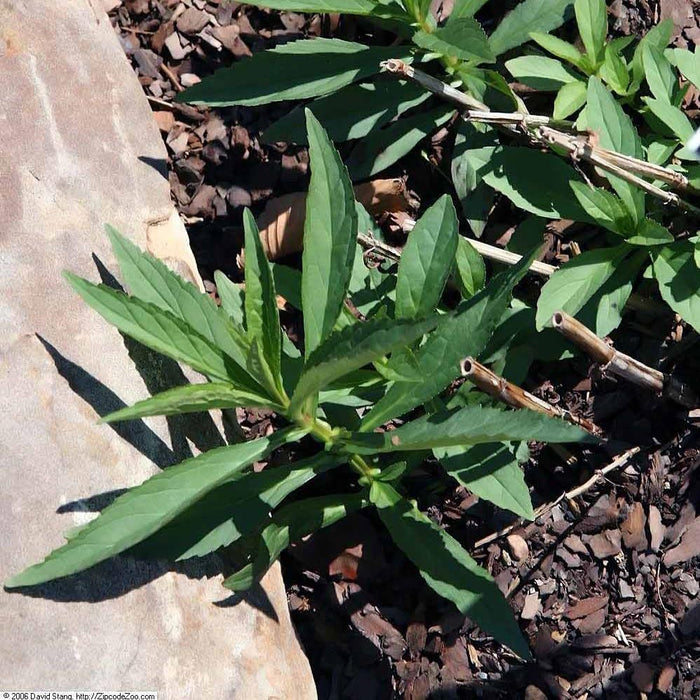 Mimulus ringens  - Allegheny Monkey Flower - Shipped