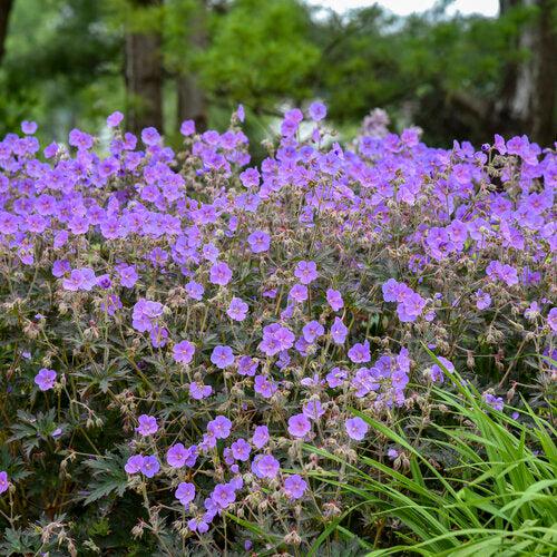 Boom Chocolatta Cranesbill - Shipped