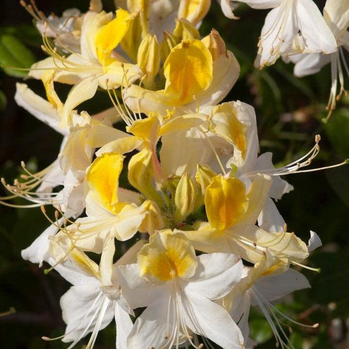 Rhododendron 'Northern Hi-Lights'  - Northern Hi-Lights Azalea - Shipped