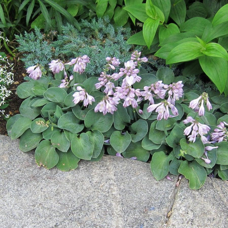 Blue Mouse Ears Hosta - Shipped