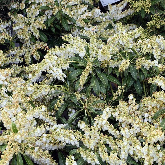 Pieris japonica 'Purity'  - Purity Andromeda - Shipped