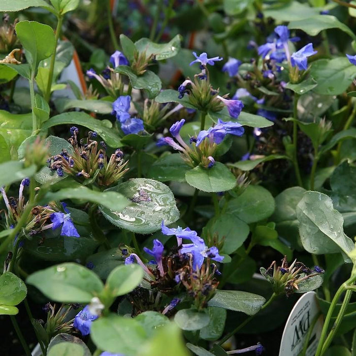 Ceratostigma plumbaginoides  - Hardy Plumbago, Leadwort - Shipped