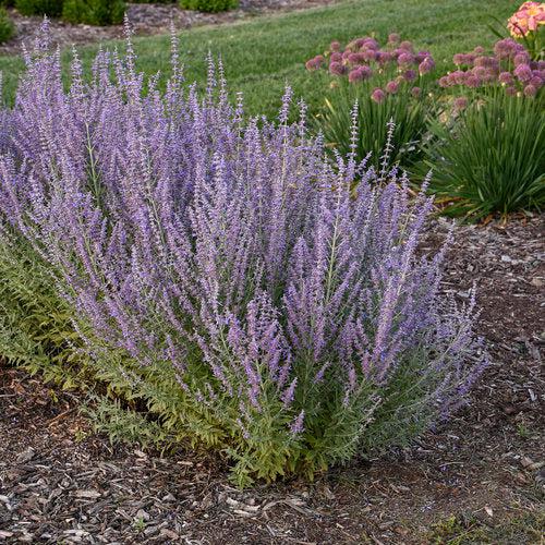 Sage Advice Russian Sage - Shipped