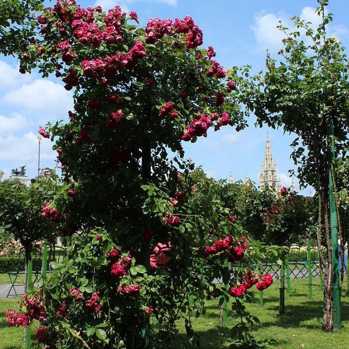 Rosa 'Blaze'  - Blaze Climbing Rose - Shipped