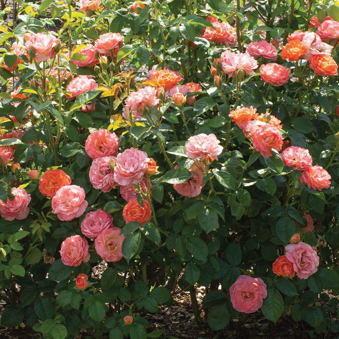 Rosa 'Radslam' PP 35,826  - Orange Glow™ Knock Out® Rose - Shipped