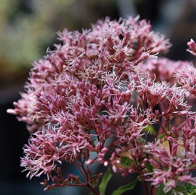 Gateway Joe Pye Weed - Shipped
