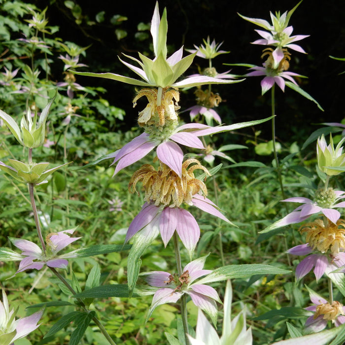 Monarda punctata  - Spotted Beebalm - Shipped