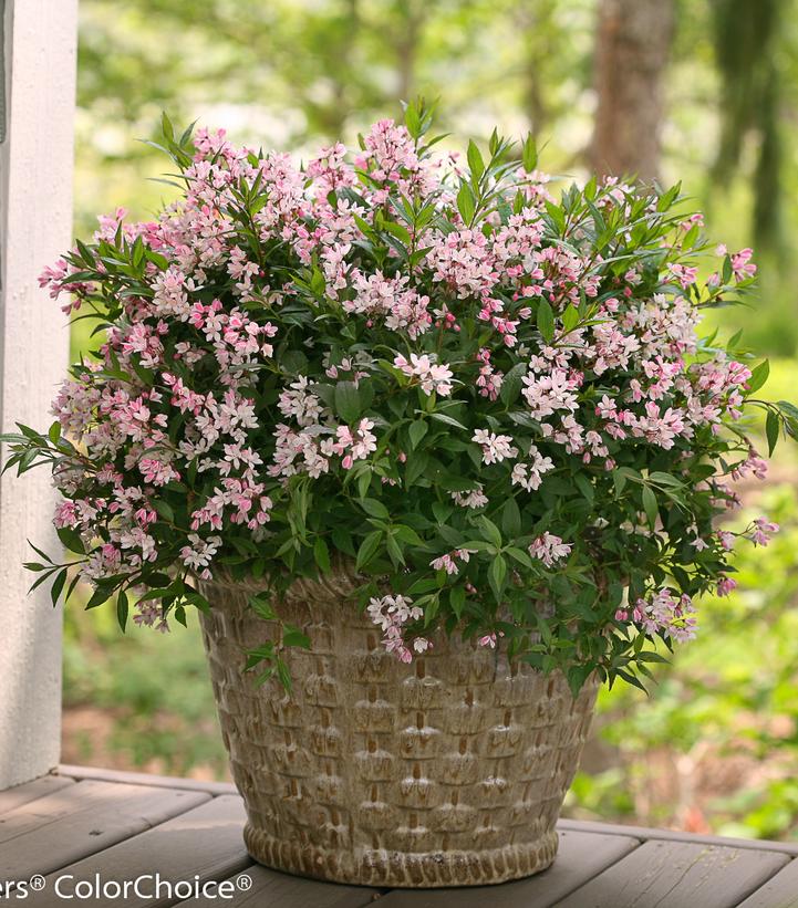 DEUTZIA x YUKI CHERRY BLOSSOM®- In Store Pickup