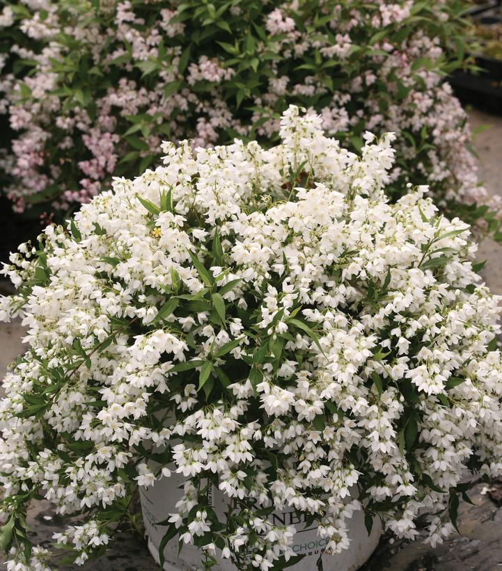 DEUTZIA x YUKI SNOWFLAKE®- In Store Pickup