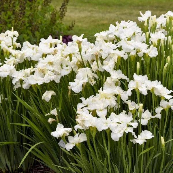 Iris sibirica 'Swans in Flight'  - Swans In Flight Siberian Iris - Shipped