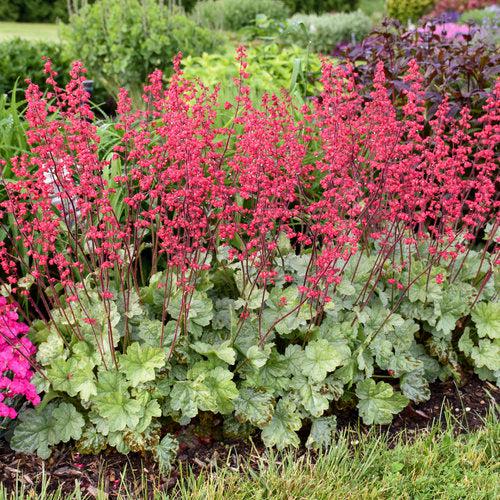 Heuchera 'Dolce Spearmint' PP31281  - Dolce® Spearmint Heuchera - Shipped