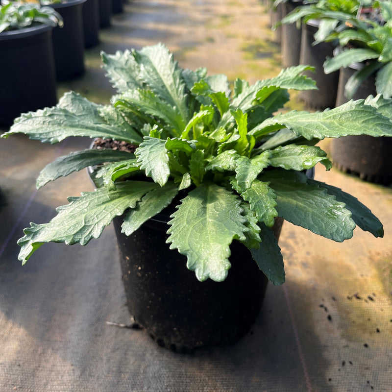 Snowcap Shasta Daisy - Shipped