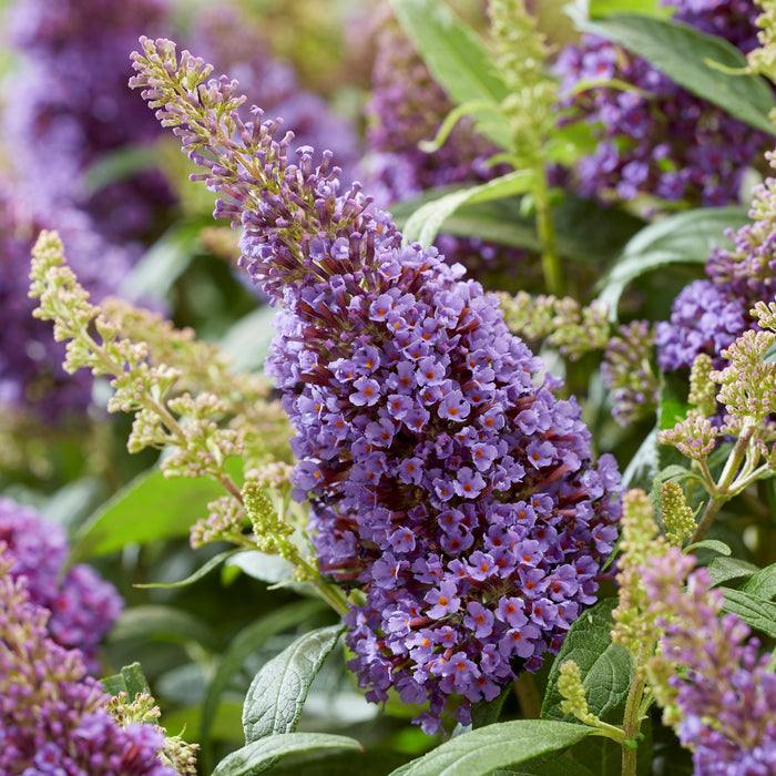 Buddleia davidii ‘BotEx 004’ PP34,378  - Butterfly Candy™ Lil' Lavender™ Butterfly Bush - Shipped
