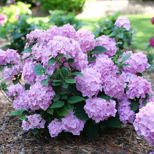 Let's Dance® Sky View® Hydrangea - Shipped