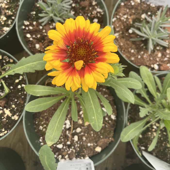 Gaillardia aristata 'Spintop Red Starburst'  - Spintop™ Red Starburst Blanket Flower - Shipped