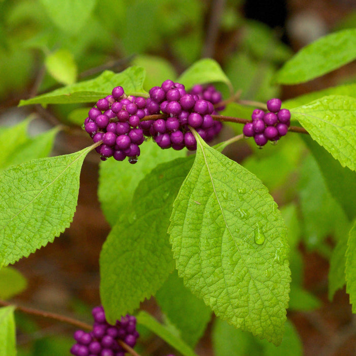 Callicarpa americana  - American Beautyberry - Shipped