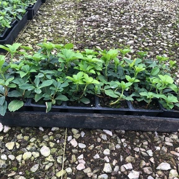 Pachysandra terminalis  - Japanese Spurge - Shipped
