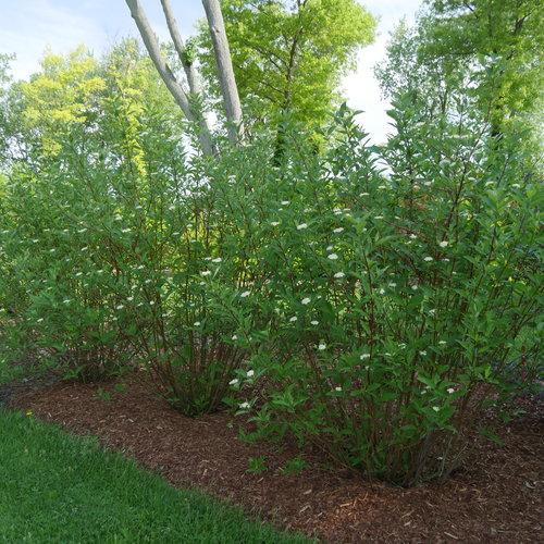 Arctic Fire® Red Twig Dogwood - Shipped
