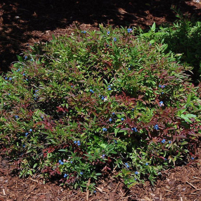 Vaccinium angustifolium 'Burgundy'  - Burgundy Lowbush Blueberry - Shipped