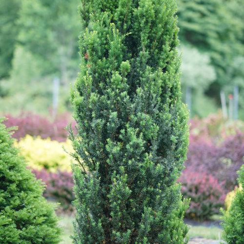 Taxus x media 'SMNTHDC'  - Stonehenge® Yew - Shipped
