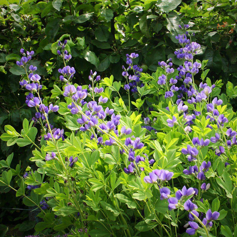 Blue False Indigo - Shipped