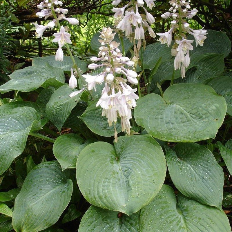 Elegans Hosta - Shipped