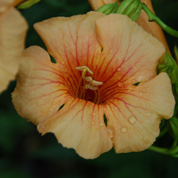 Campsis x tagliabuana 'Takarazuka Yellow' PP 23,918  - Summer Jazz™ Sunrise Gold Campsis - Shipped
