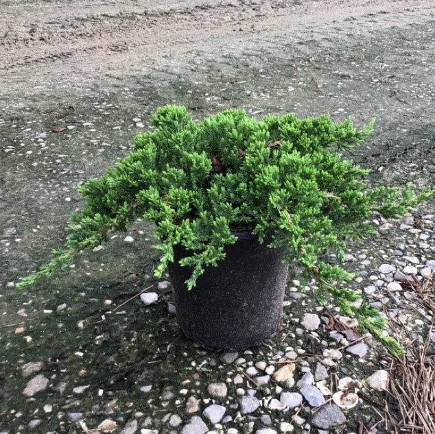 Japanese Garden Juniper - Shipped